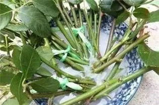 沿盆边浇水，植物根部更健康