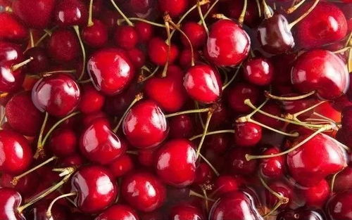 一、樱桃种子泡水时间，你真的了解吗？