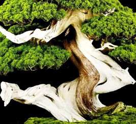 盆景根系孱弱怎么办？三阶促根法嫩让主根增粗80%吗？