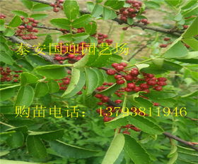 花椒树苗的种植季节