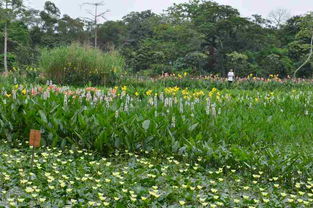 湖泊中的绿色精灵：水生植物品种大盘点