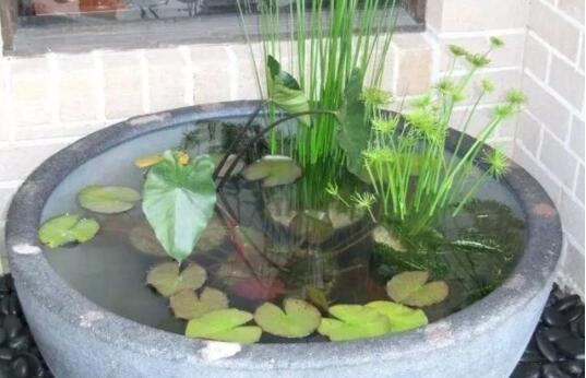 养睡莲的小秘密：如何在鱼缸里养出美丽睡莲