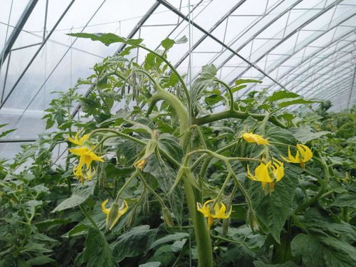 哪种肥料能让植物生根最快？