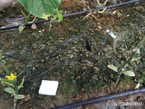 爬山虎的种植方法，我来说说