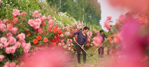 初冬的繁忙景象