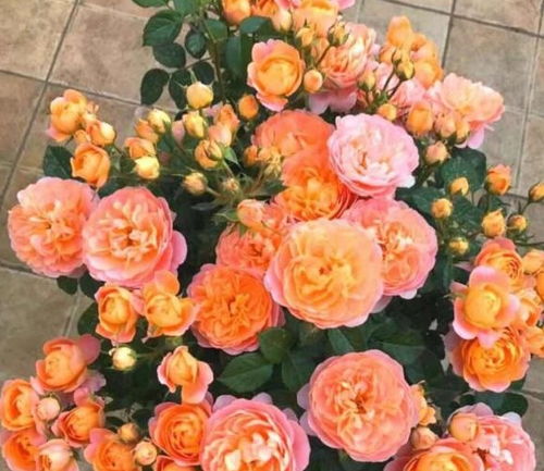 三种盛夏开花爆盆的月季品种