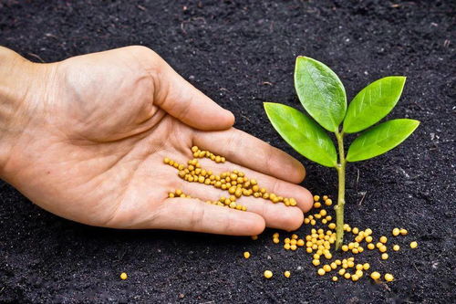 辣椒的生长需求