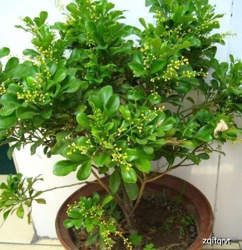 米兰换盆后多久才能浇水，植株恢复期需要多长时间浇水合适