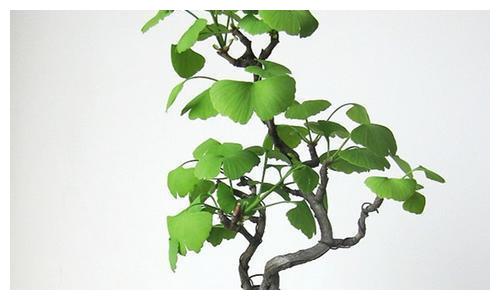 花叶银公孙树如何繁殖？自然生长还是人工培育