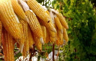 市场需求和供应情况影响价格