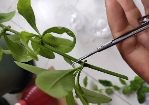 蓝雪花怎么进行扦插繁殖？详细步骤是怎样的