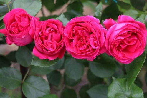 蓝宝石月季的美丽绽放