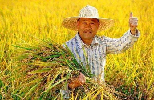 效果如何？听听农民朋友的评价