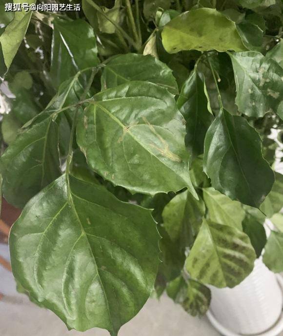 叶仙是观叶植物吗？这种植物好养吗