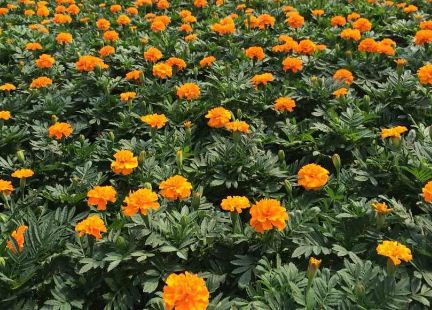 孔雀草并非阿联酋国花，阿联酋国花为茉莉花