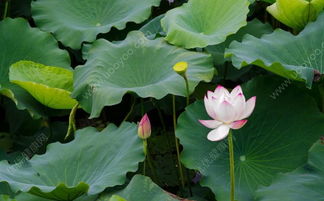 科普时间， 荷花的繁殖