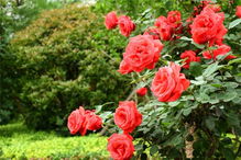 这个月季的品种叫什么名字呢？