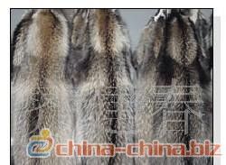狐狸皮取皮季节需在皮毛成熟时进行