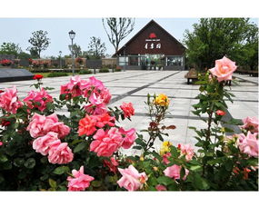 梦想花开， 带动当地农民增收