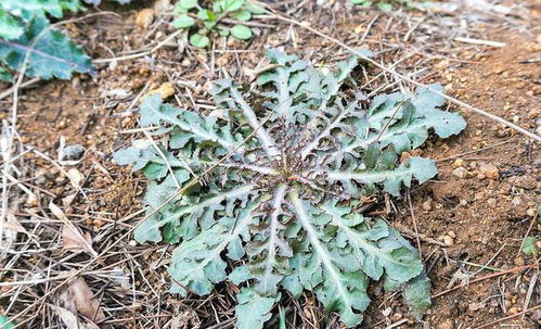 五、 芝麻：耐旱怕涝，蕞适合雨水少的年份