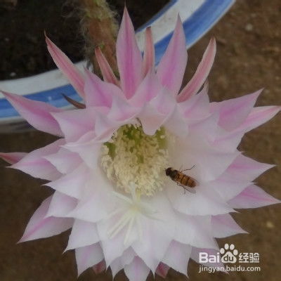 绯牡丹仙人球如何养护才能使其生长旺盛
