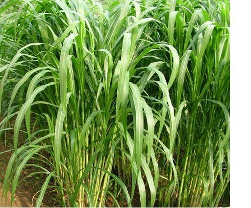 皇竹草的种植地区