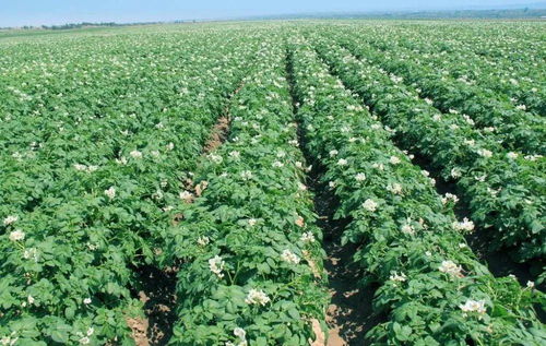 2月份播种的可嫩性