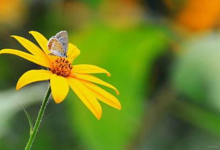 晒干金莲花， 三招教你轻松搞定