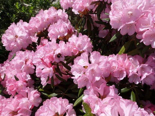 紫色的花，像不像杜鹃呢？