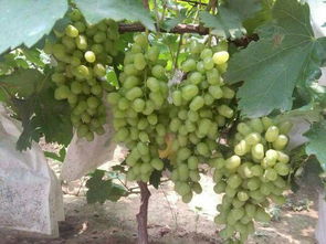 二、葡萄苗期施肥，营养要跟上