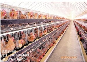农业养殖漏洞：设施老化、防疫缺失、饲料浪费、环境恶化