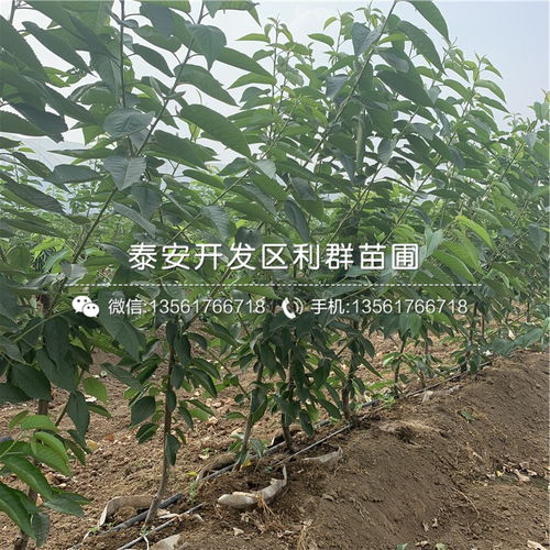 原冠苗：自然生长的守护者