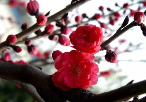 梅花树：美丽的花， 独特的枝干