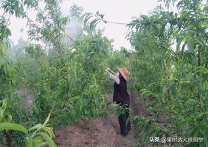 桃树病虫害防治时间