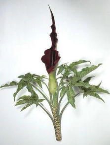 养护秘诀：如何照顾你的红籽盆栽