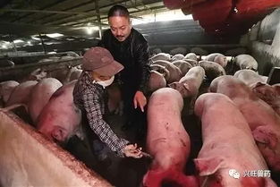 猪生病了除了打针还有哪些治疗方法呢？