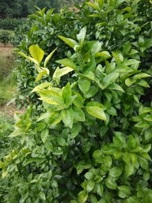 原因三：病虫害侵袭