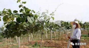 三、生物农药，也是好选择