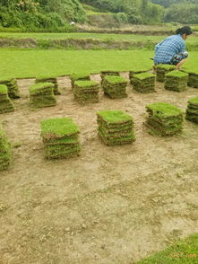 土壤处理是关键