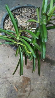 ***素价格在2200-2700元/吨