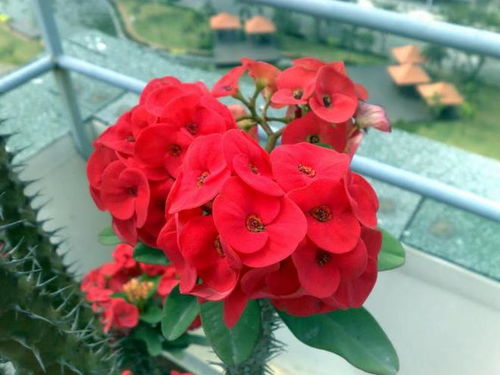 蓝边八仙花（追寻生命的守护者）的品种特点有哪些