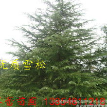 15米雪松的价格， 影响因素多多