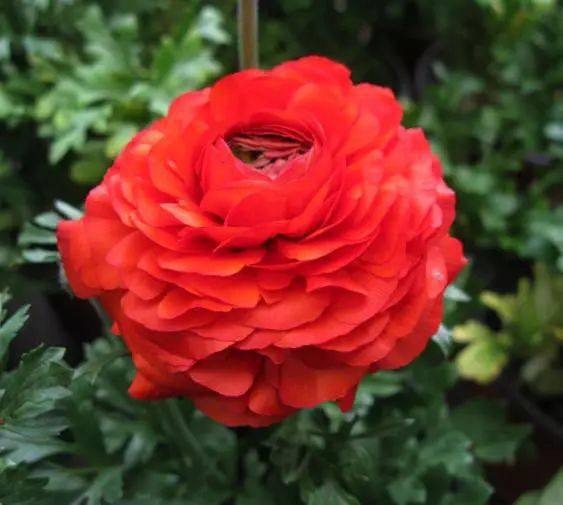 花毛茛品种大揭秘