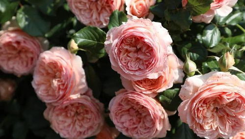 真宙月季：杏粉色春花， 柠檬粉色夏花，大花可作灌木