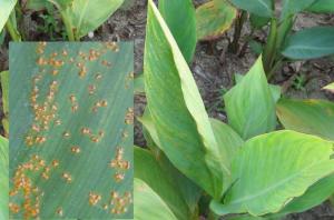 美人蕉锈病的病原揭秘