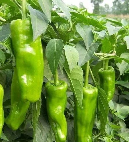 辣椒种植时间是什么时候？新手一看就会的种植指南