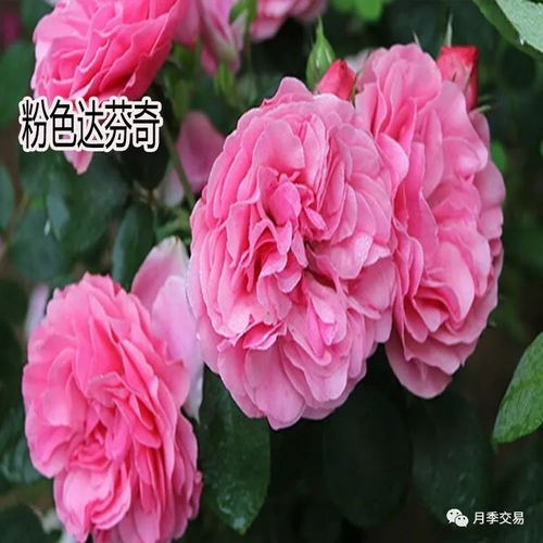 月季怎么种植？需要哪些步骤和管理技巧