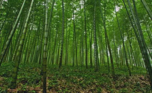 竹子的用途和风水