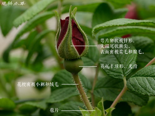 “哪朵花是花蕾？”