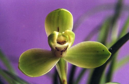 小宋阿姐(宣传非遗版)希林娜依·高你还有多少惊喜是朕不知道的!!!